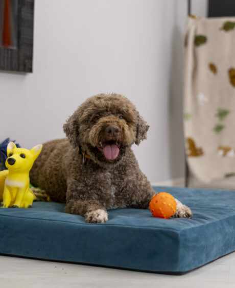 Loolka Anti-Pressure Кревет за Миленици